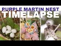 Purple Martin Nest Timelapse