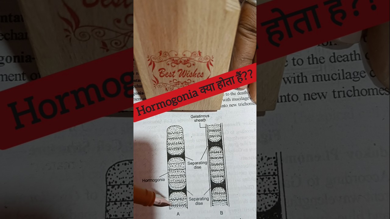#Hormogonia