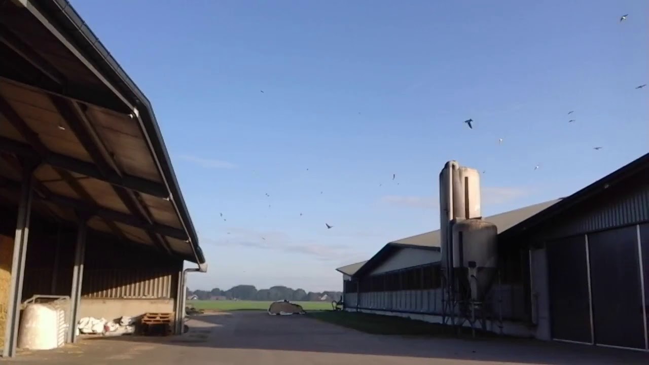 De boerenzwaluw; een luchtacrobaat in actie!