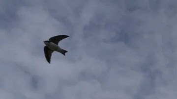 Tree Swallow Slow Motion