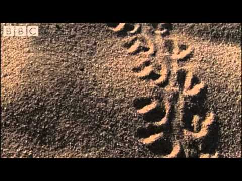 Toking Turtle - Vietnamese Dub (Feat. David Attenborough)