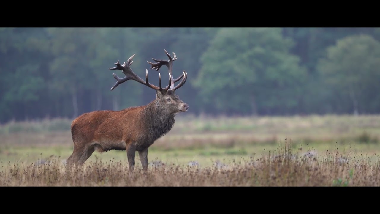 Bronsttijd 2020 in het Weerterbos.