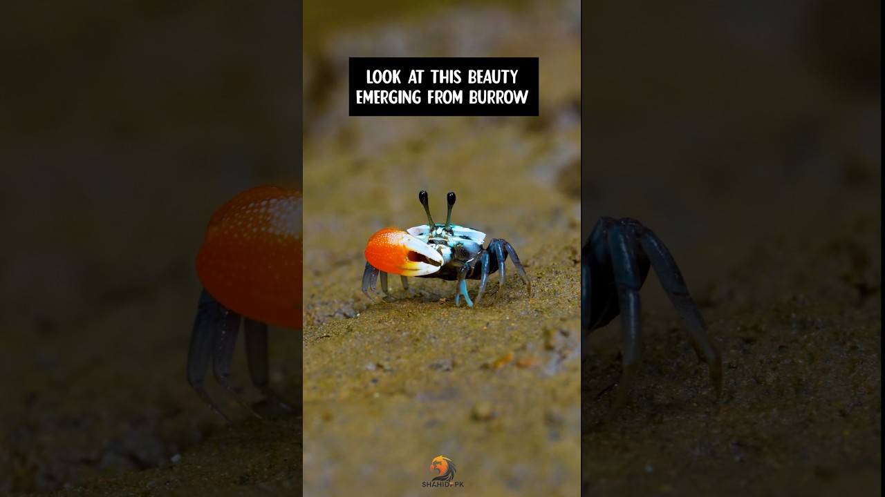 Andaman Wildlife Blue Fiddler Crab #andaman #wildlife #portblair #southandaman #wildlifephotography