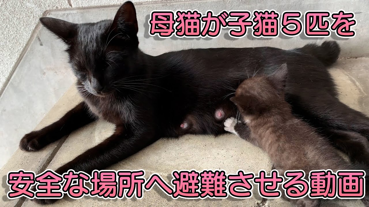 親子愛 母猫が子猫を安全な場所へ避難させる動画 感動 Youtube 親子愛 母猫が子猫を安全な場所へ避難させる動画 感動 Youtube