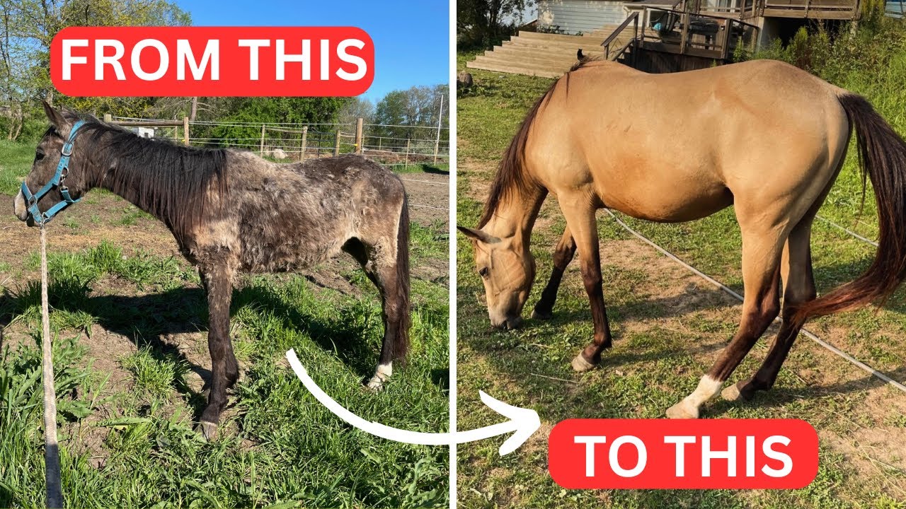 From Starved & Terrified to Thriving: Phoenix’s Incredible Rescue Transformation