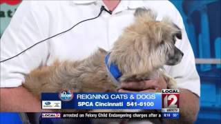 Adopt-A-Pet: October 5, 2015