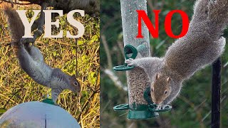 How to stop squirrels eating the bird food