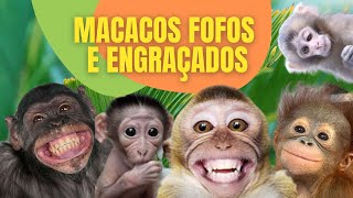 Os melhores vídeos de macaco-Pets Funny