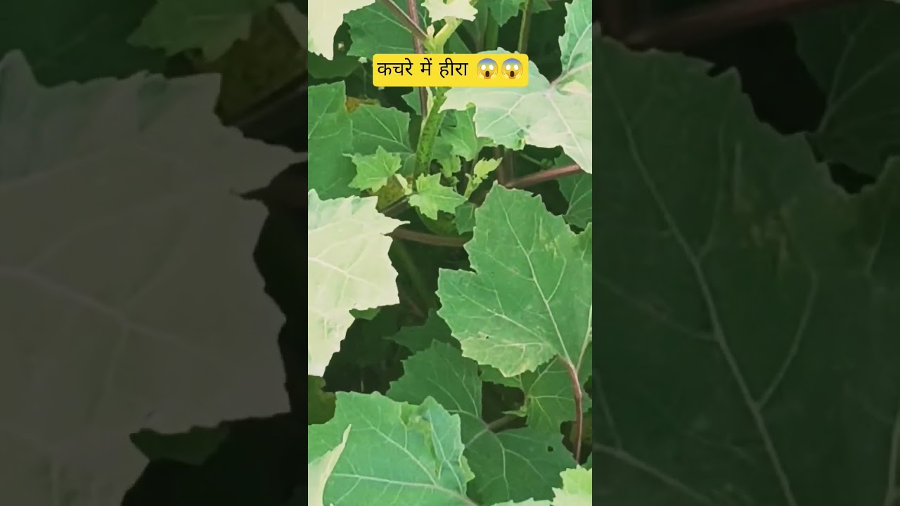 Chhota Dhatura - Siberian Cocklebur - Xanthium Strumarium 