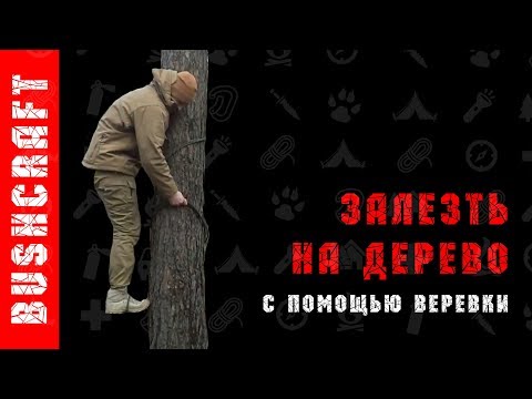 Как залезть на дерево без веток.