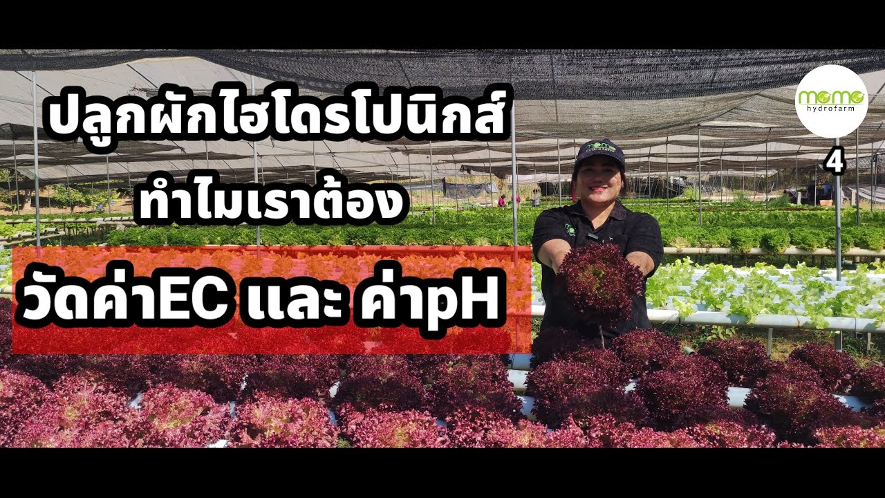 ปลูกผักไฮโดรทำไมต้องวัดค่าEC และ ค่าpH