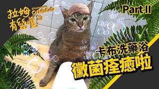 Treat ringworm:  Bathing the cat LAMUNCATS ♤