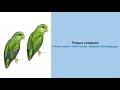 Video Encyclopedia of Parrot Species - #257 Forpus coelestis