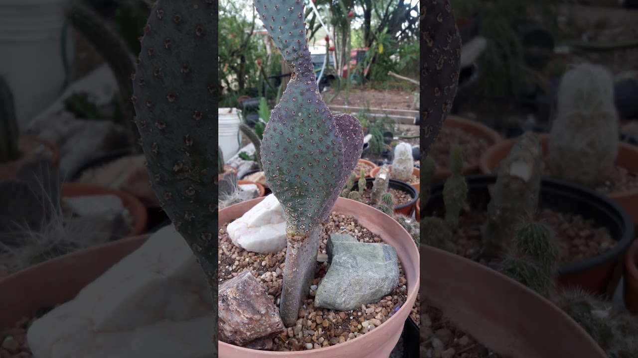 Opuntia Basilaris. The Beavertail Cactus. 