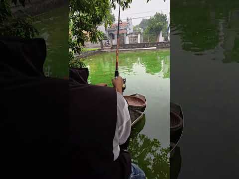 Câu cá nghìn cân - T2 #caođàitổng #fishing