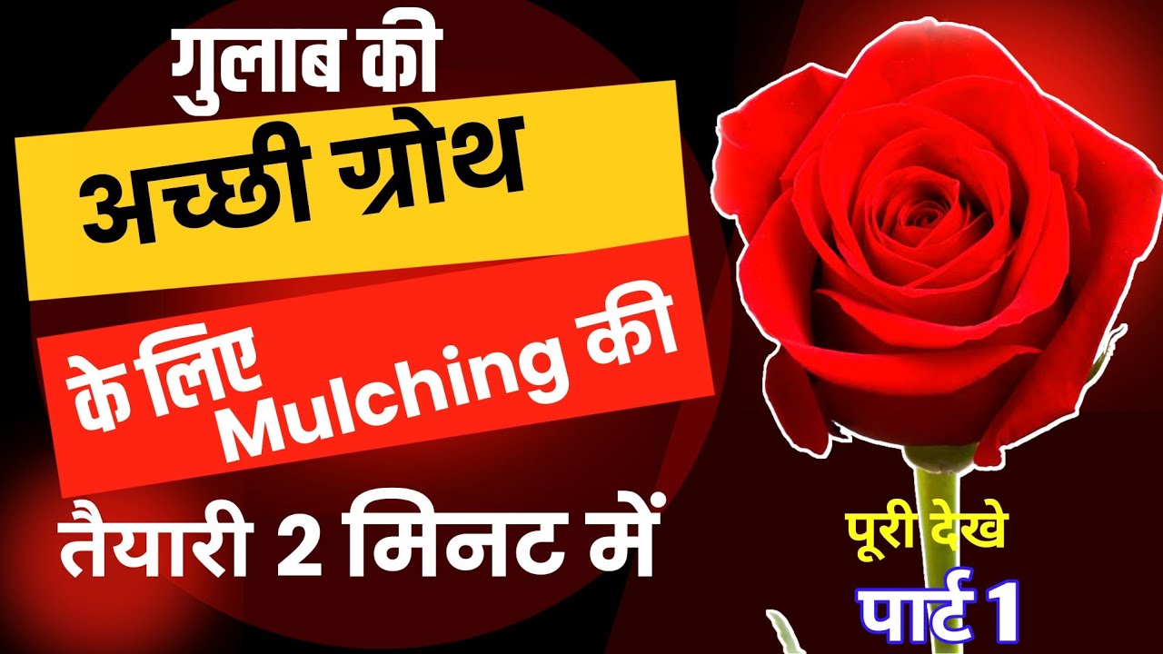 गुलाब की अच्छी ग्रोथ के लिए Mulching की तैयारी सिर्फ 2 मिनट में Part 1
