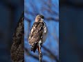 Red-tailed Hawk with Music #shorts #birds #explore