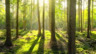Guided Imagery - Walk through the Woods