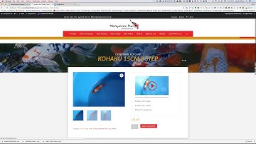 How to make test purchases with PayPal Sandbox - Derbyshire Koi