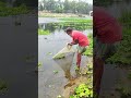 River Net Fishing Catch Big Fish #shorts #fishing
