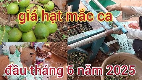 tình hình giá bán hạt mắc ca tươi đầu tháng 6 năm 2025