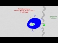 B cell Activaiton And Differentiation