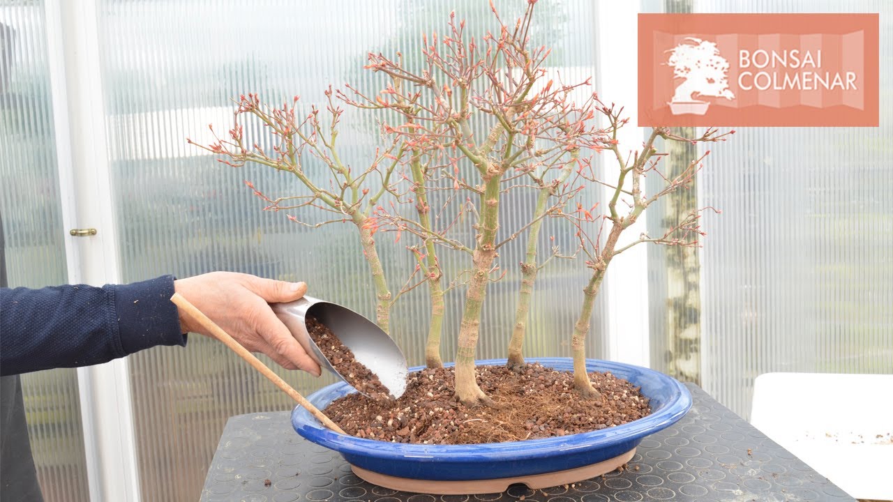 Bosque de katsura - Bonsai Colmenar