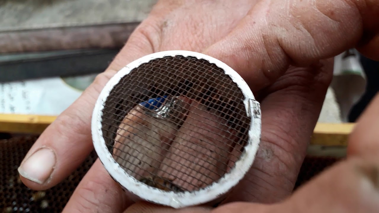 أفضل طرق التقسيم للخلية والطريقة المتبعة بمناحل أولاد يحيى