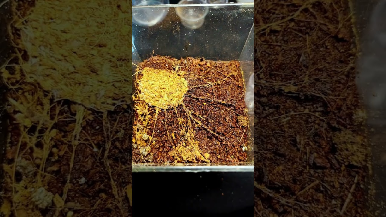 Trapdoor Spider Attack