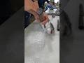 ハマチ捌く
