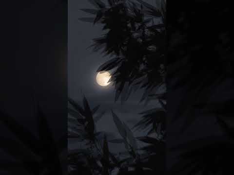 حسين العلي يقول اللي جميع الناس مايدرون وشفيه جلسه