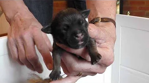 How to socialise puppies (Neonates) during the first two weeks of life