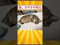 猫、すやすや眠る #2ch動物スレ #猫動画 #猫のいる暮らし