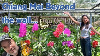Epic Butterfly Farm - Lets explore beyond the walls of Chiang Mai