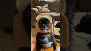 Puddin Loves Bread 😂🍞 Profile