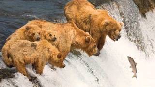 55 Perfectly timed photos