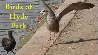 Birdwatching and Exploring Hyde Park, London, England (A Wildlife Oasis)