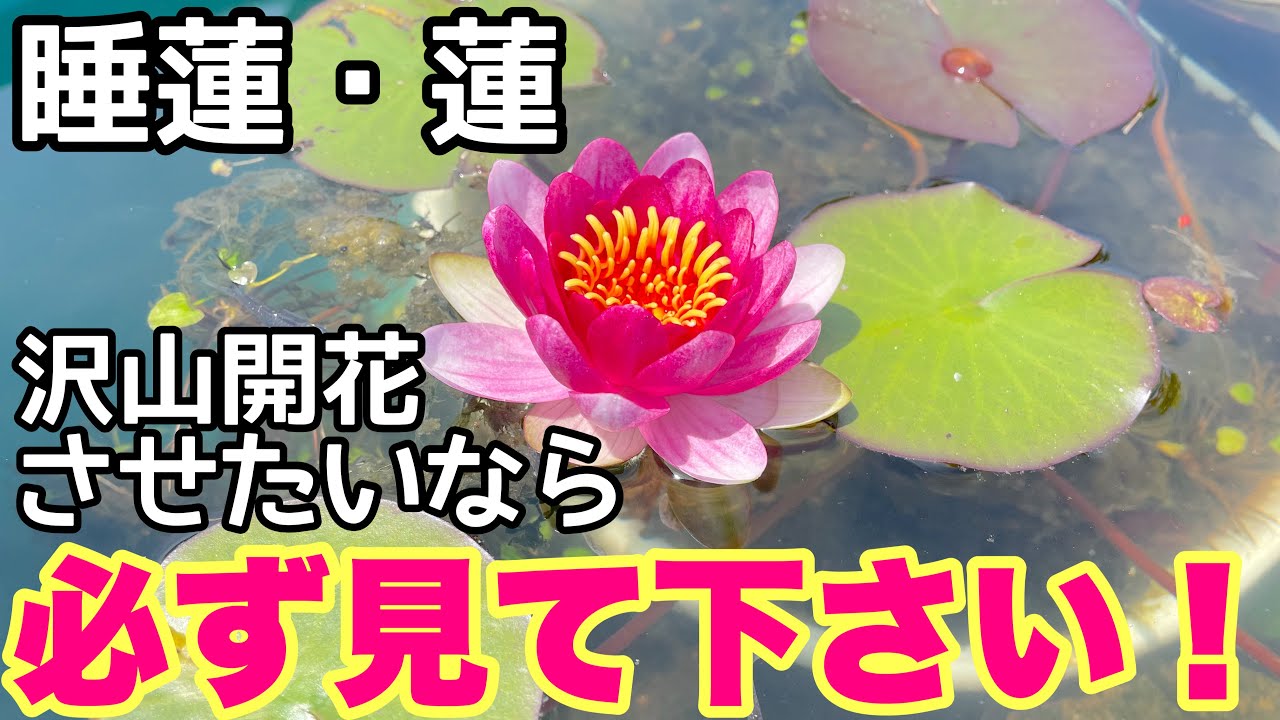 スイレン ハスを沢山開花させる 追肥方法 時期は 開花数に差が出ます メダカ睡蓮ビオトープ Youtube