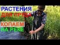 Копаем растения для пруда на реке. Водная мята. Частуха. Осока.