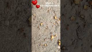 TINY ANTS 🐜WHAT A CO-ORDINATION ♥️