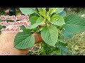       kuppintakuacalypha indica plant uses in telugu
