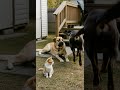 Dog Saves Kitten from Eagle 🐱 Heroic Moment Caught on Camera #pets #animals #rescue