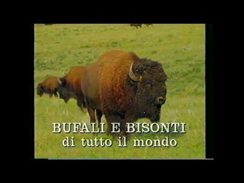 Video: Differenza Tra Bufalo D'acqua E Bufalo