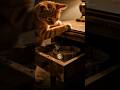 Cat mystery part 3 #cat #usa #kids #mystery #viral #story