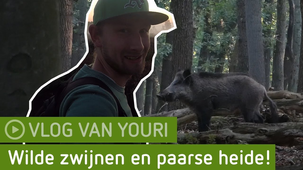 Wilde zwijnen en paarse heide! | De Ginkel & Planken Wambuis