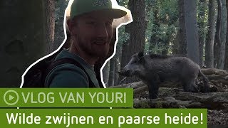 Download Lagu Wilde zwijnen en paarse heide! | De Ginkel \u0026 Planken Wambuis MP3 Download Lagu Wilde zwijnen en paarse heide! | De Ginkel \u0026 Planken Wambuis MP3
