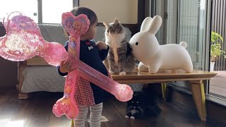 娘がオモチャを触っていないうちに遊ぶ猫　ノルウェージャンフォレストキャットA cat crazy about her daughter's toys. Norwegian Forest Cat.