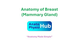Anatomy Of The Breast Medical Education Anatophysio Hub