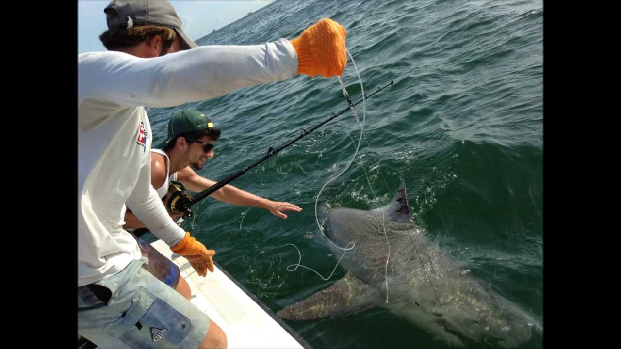 Monster Bull Shark caught off Stiltsville FL YouTube