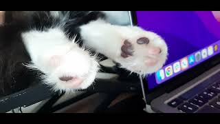 IT cat naps - Mr. Darcy, tuxedo cat by Cat Diary - just sharing days of being a cat 27 views 1 month ago 1 minute, 9 seconds